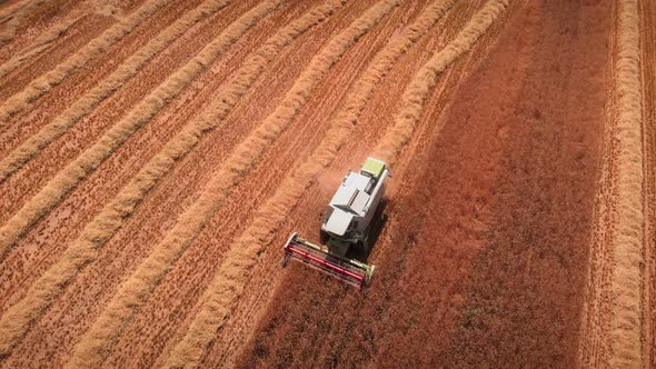 Harvester collecting wheat