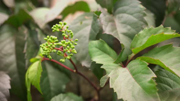 Green Plants Slider Shot Background