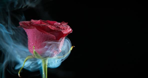 Magic ritual with rose. 