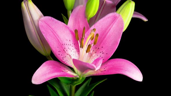 Time Lapse of Beautiful Pink Lily Flower Blossoms