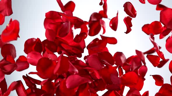 Super Slow Motion Shot of Real Red Rose Petals Explosion on White Background at 1000 Fps