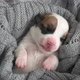 Newborn Puppy Sleeping on Knitted Plaid - VideoHive Item for Sale