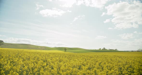 Panoramic Shot of Yellow Canola Fields and Plants Swaying with the Wind