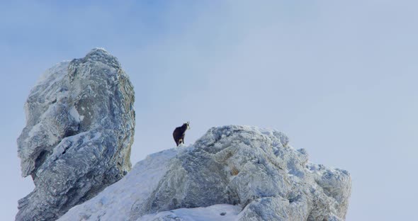A chamois is standing at the top of a frozen mountain as clouds are passing behind him