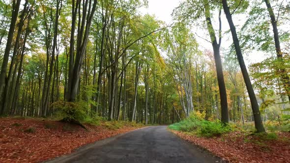 Dark road in an autumn colored forest in Poland