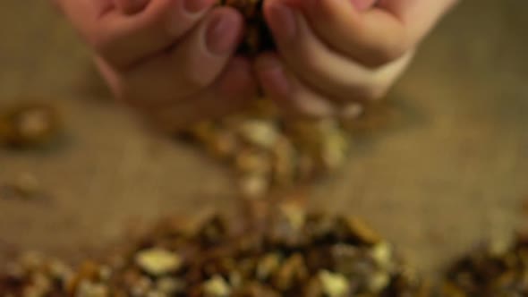 Handful of Shelled Walnuts in Female Hands, Organic Food Product, Healthy Diet