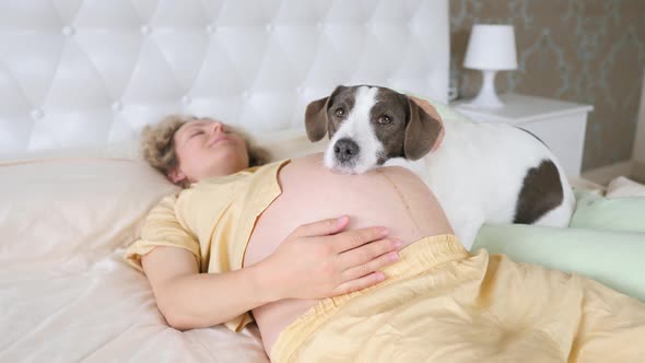 Pregnant Woman Resting In Bed With Dog On Her Pregnant Belly