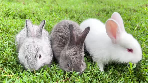 Three Cute Little Rabbits are Grazing on the Green Grass