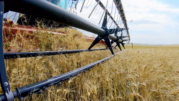 Wheat Harvesting By Combine Harvester. View From Combine Mower