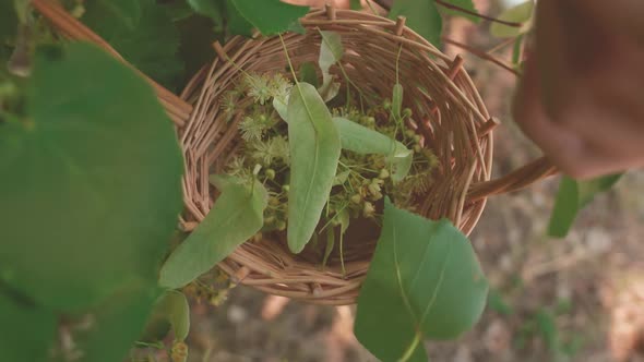 Herbalist woman hands pick pluck linden flowers in a wicker basket to make healing tea. Top view