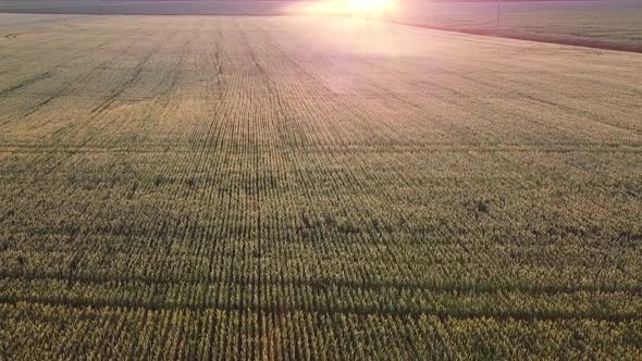 Agriculture, wheat crops on the farm, growing cereals on plantations.