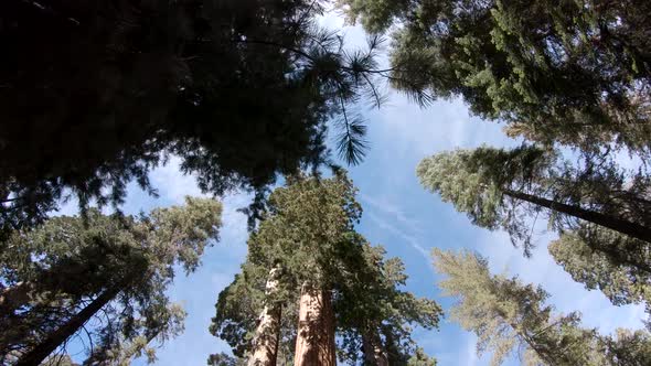 Walking among the giant sequoia trees in Kings Canyon National Park, USA