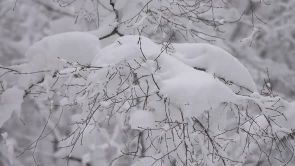 Snow Covered Branches in Winter Forest