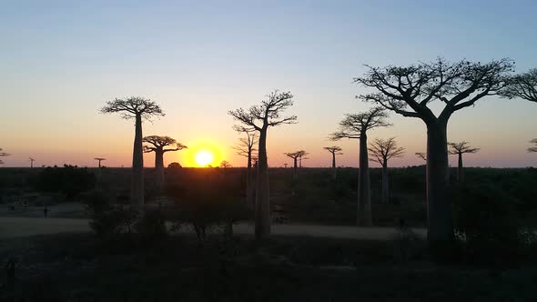 Avenue Of The Baobabs Morondava Madagascar 38