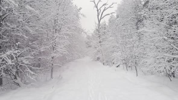 Snow Covered Forest in the Afternoon with Fog Shot on the Throne at Christmas