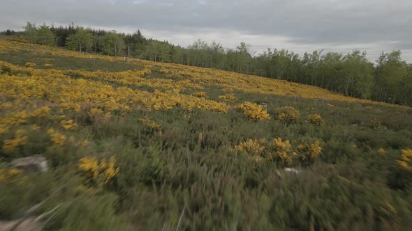 Aerial View Of Fields With Yellow Flower Of Gorse Plants In Wicklow Mountains, Ireland.