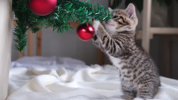 Little Curious Striped Kitty Plays with Christmas Red Ball