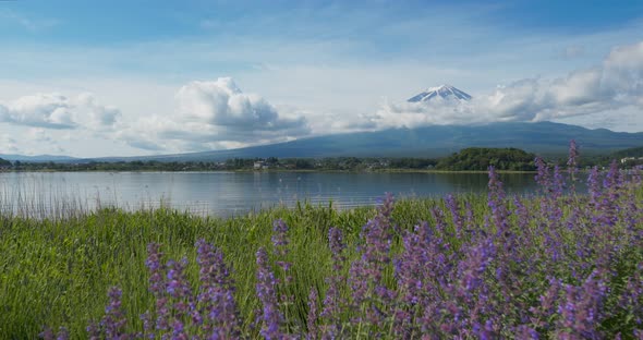 Fujisan and Lavender field in Kawaguchiko