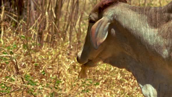 A young Vechur bull eats a plant in slow motion