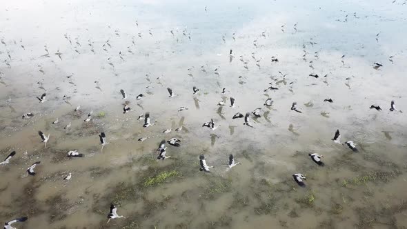 Aerial Asian openbill fly together 