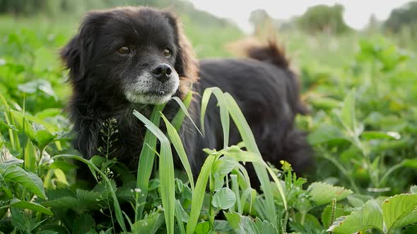 Beautiful chong dog funny eating grass, dog on green grass