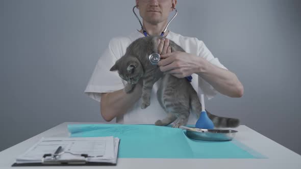 Young Male Doctor Veterinarian Trying to Examine Ausculting Cat with Stethoscope Naughty Funny