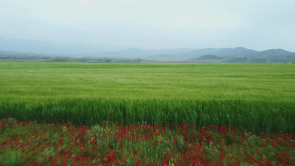Green Field and Red Flowers Aerial View
