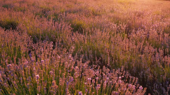 Bush of Lavender Flower