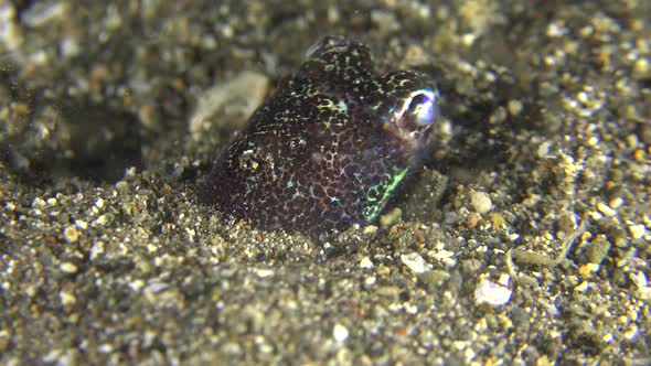 Bobtail Squid digging a hole and hiding in sand during night