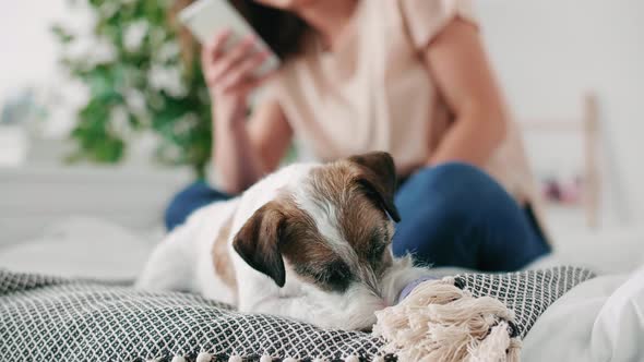 Cute dog playing on the bed