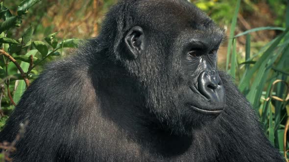 Gorilla Looks Around Jungle On Windy Day