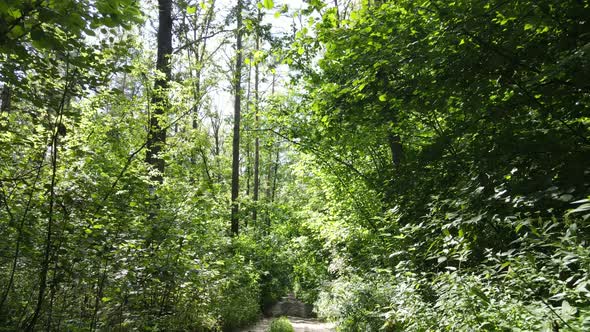 Forest with Trees on a Summer Day Slow Motion