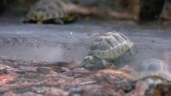 Beautiful Little Newborn Tortoise Crawling on Ground in Zoo
