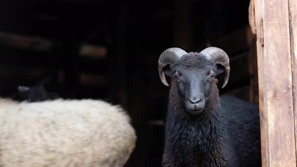 A Big Black Ram with Horns Looks Into the Camera Against the Background of Other Sheep