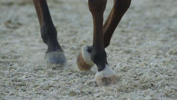 Close up of horses legs walking