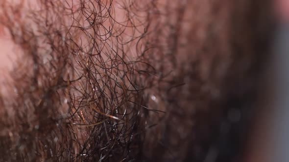 Macro Detail of Dense Caucasian Man's Brown and Black Facial Hair