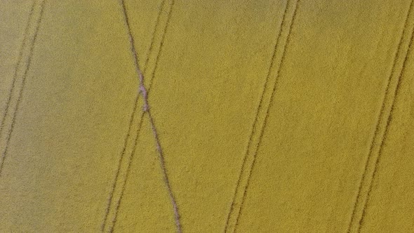 Yellow Flower Rapeseed Field Birds-Eye-View Aerial Overhead