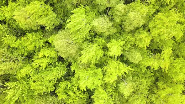 Aerial View of Green Forest with Canopies of Summer Trees Swaying in Wind