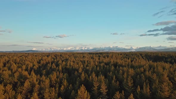 Aerial sideways over coniferous forest and mountain in background. Poland