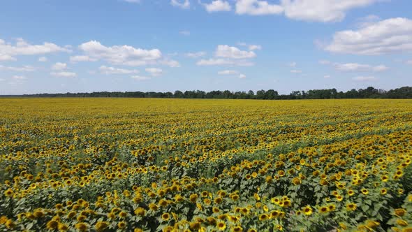 Large Field with Sunflowers on a Sunny Summer Day