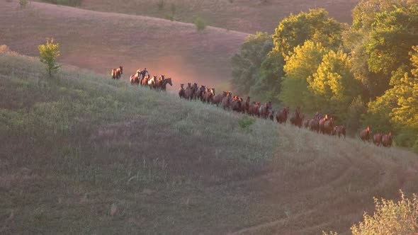 Horses Running in Slo-mo.