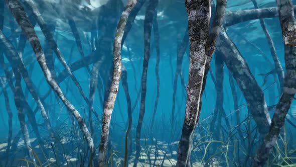 Mangrove Trees Roots