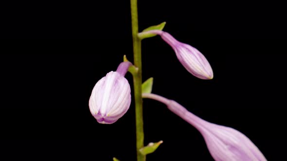 Blooming Flower Open Time Lapse