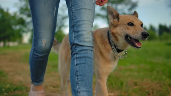 The Clever Smart Trained Dog with No Leash Walking Next To Woman's Legs.