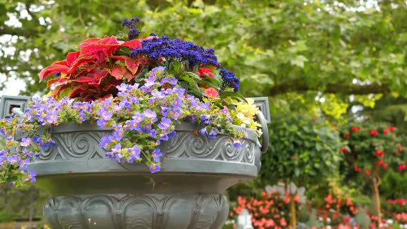 Varied Flowers In A Large Pot In The Park On The Island Of Mainau 