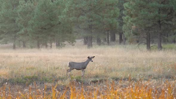 Mule Deer in Meadow Looking Around