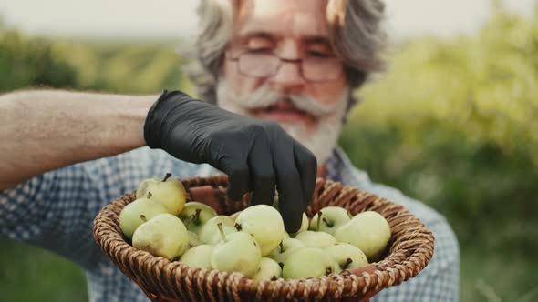 True Farmer Is Sitting in the Field and Looking at His Organic Apples