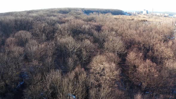 Scenic view on the brown forest.