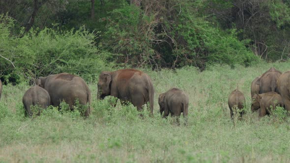 Herd of Asian elephant with baby elephants