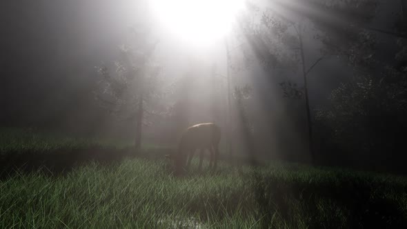 Deer Female in Forest in Fog